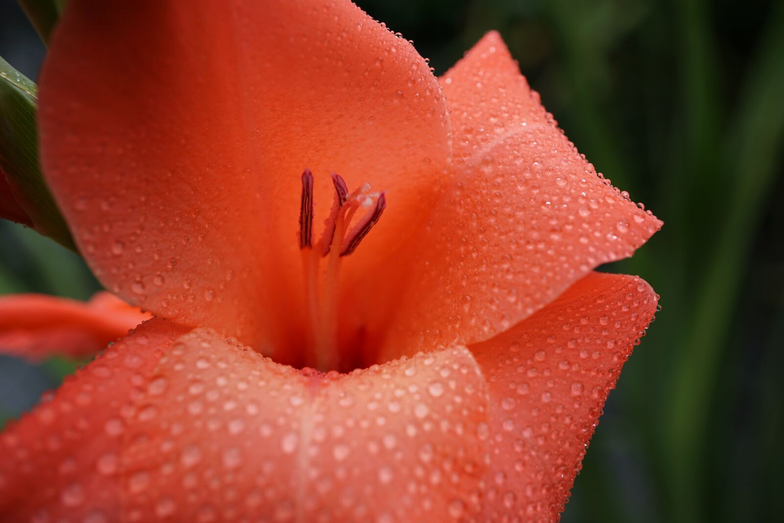 Sony E 30mm F3.5 Macro sample photo. Gladiolus, orange, blossom photography