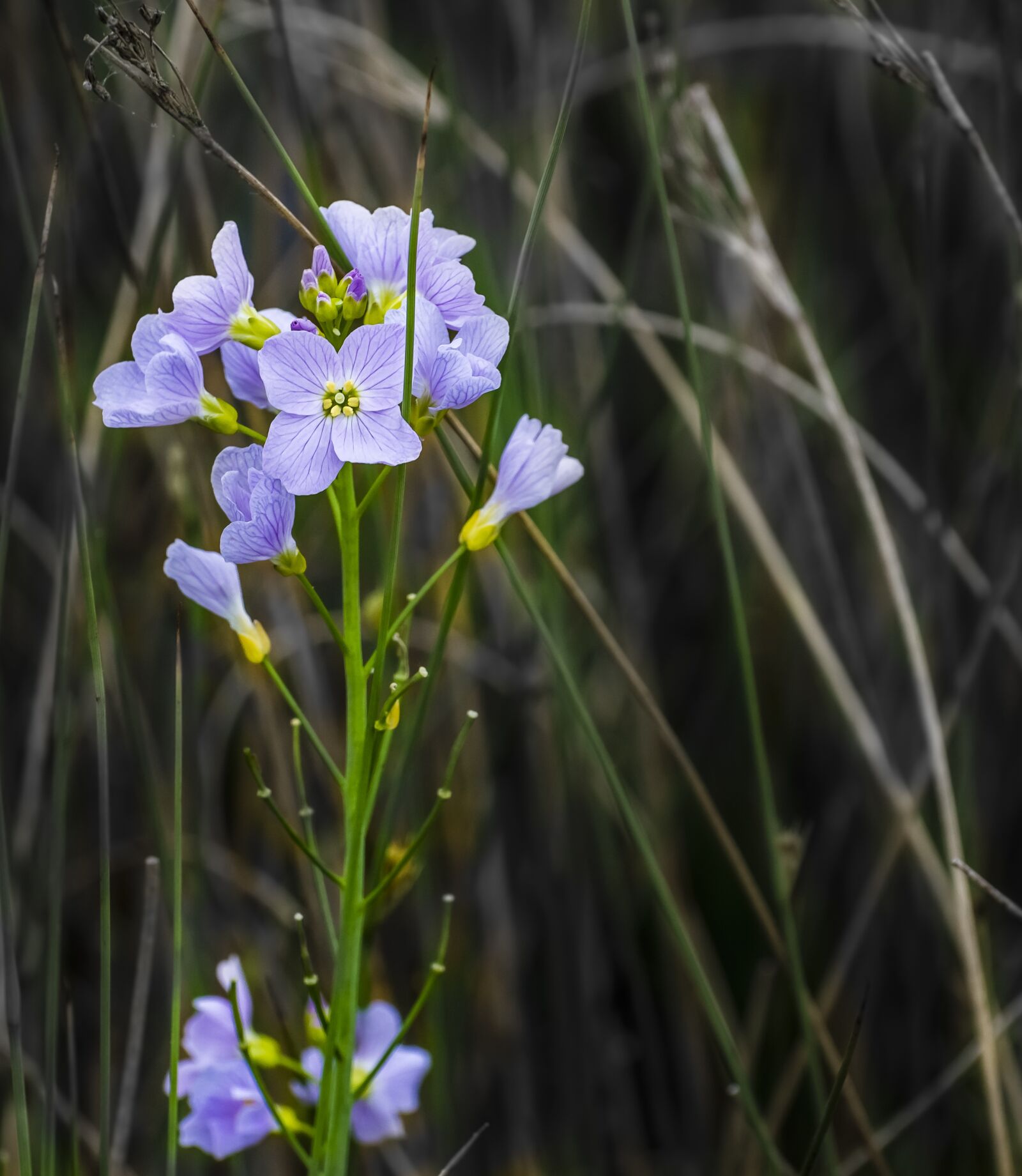 Nikon D7200 sample photo. Flower, lilac, wild photography