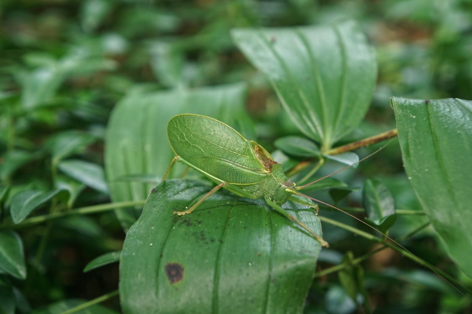 Sony a6000 sample photo. Katydid, insect, grasshopper photography