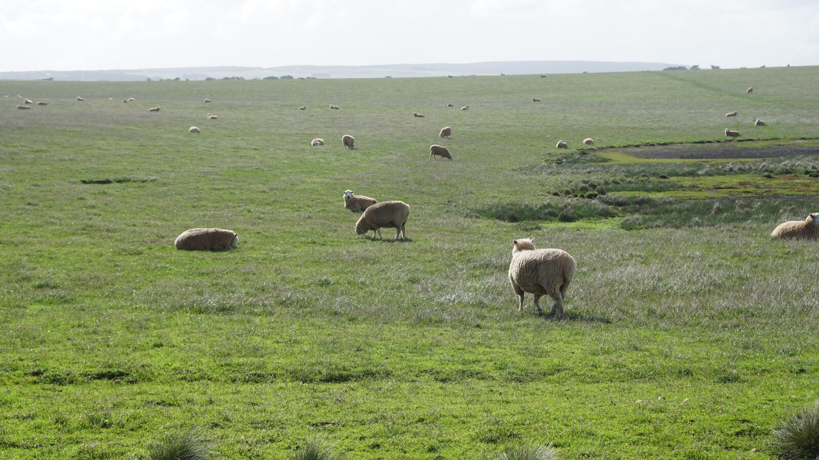 Sony a6000 + Sony Vario-Tessar T* E 16-70mm F4 ZA OSS sample photo. Sheep, green grass, field photography