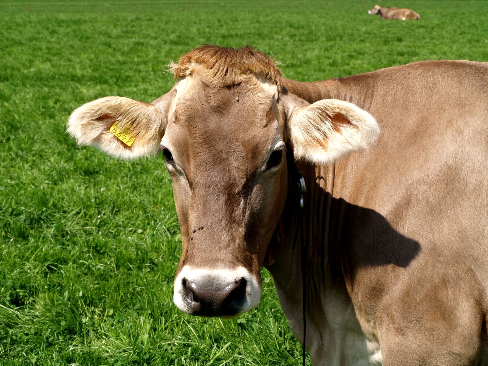 Olympus E-400 (EVOLT E-400) sample photo. Cow, pasture, close up photography