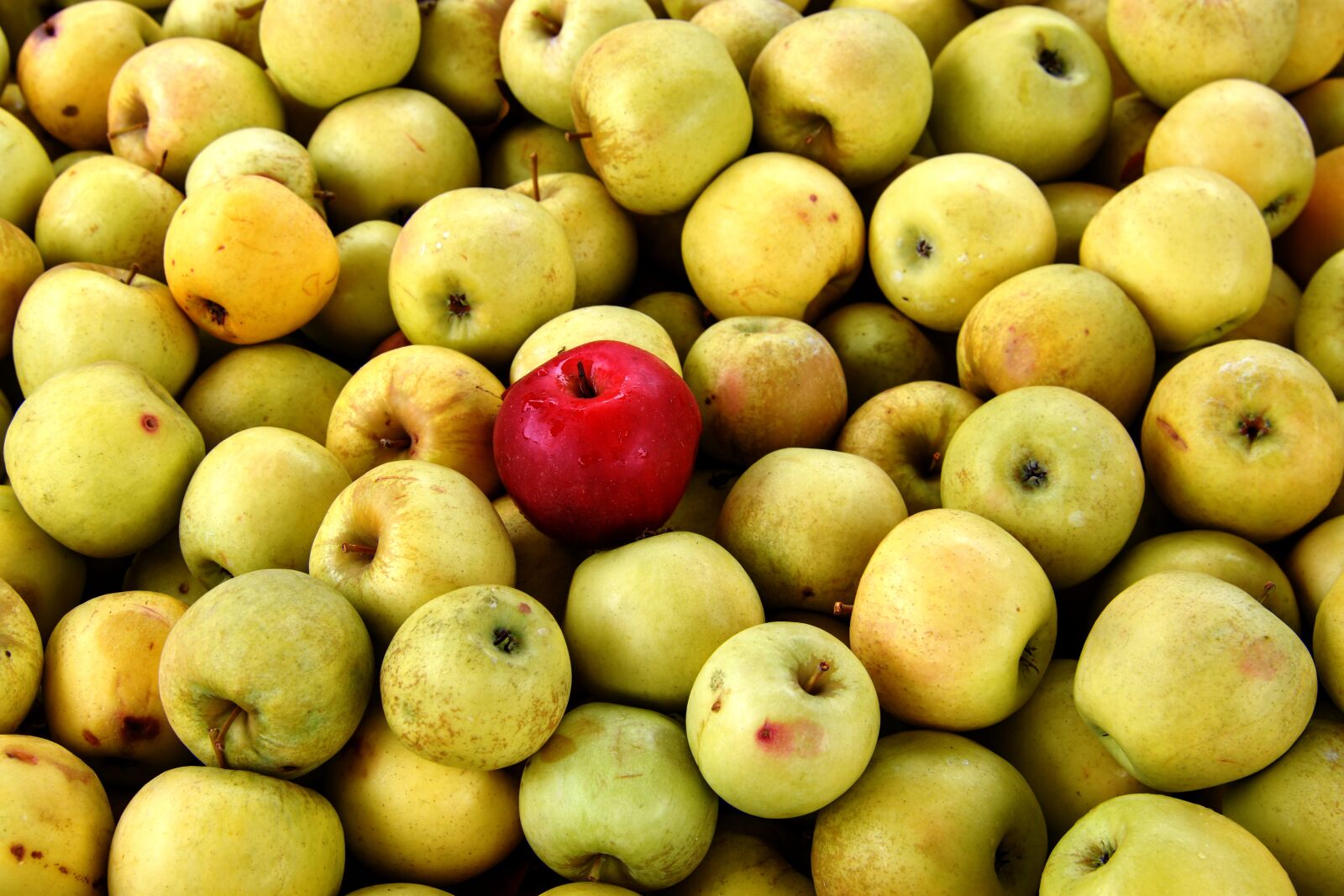 Nikon D7200 sample photo. Apples, yellow delicious, fruit photography