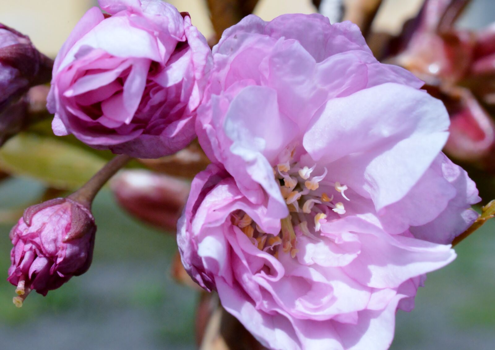 Nikon D3200 sample photo. Flower, sakura, pink photography