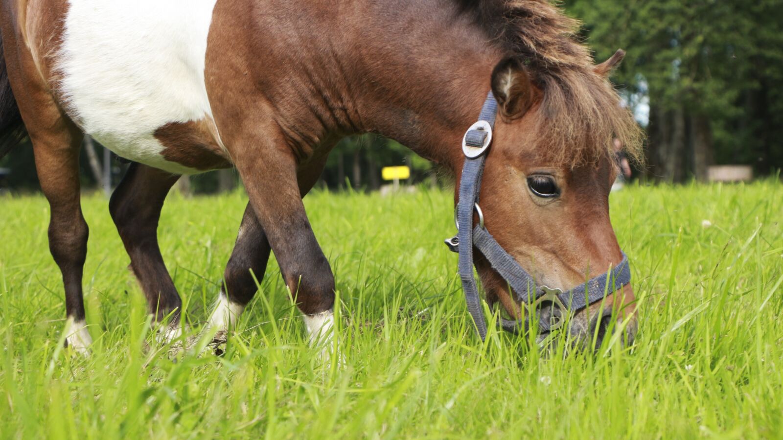 Canon EOS 650D (EOS Rebel T4i / EOS Kiss X6i) sample photo. Pony, portrait, brown photography