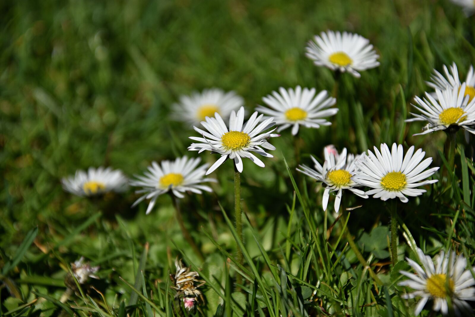 Nikon D3400 sample photo. Nature, grass, plant photography