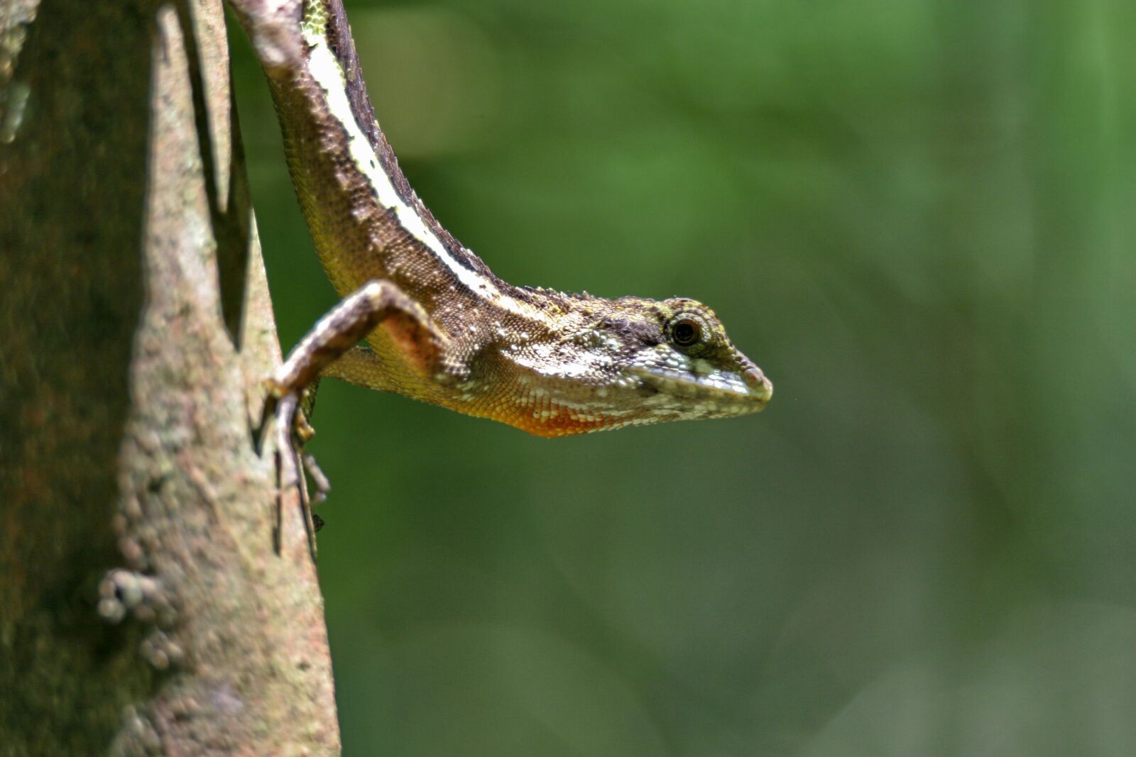 Canon EOS 10D sample photo. Natural, lizard, forest photography