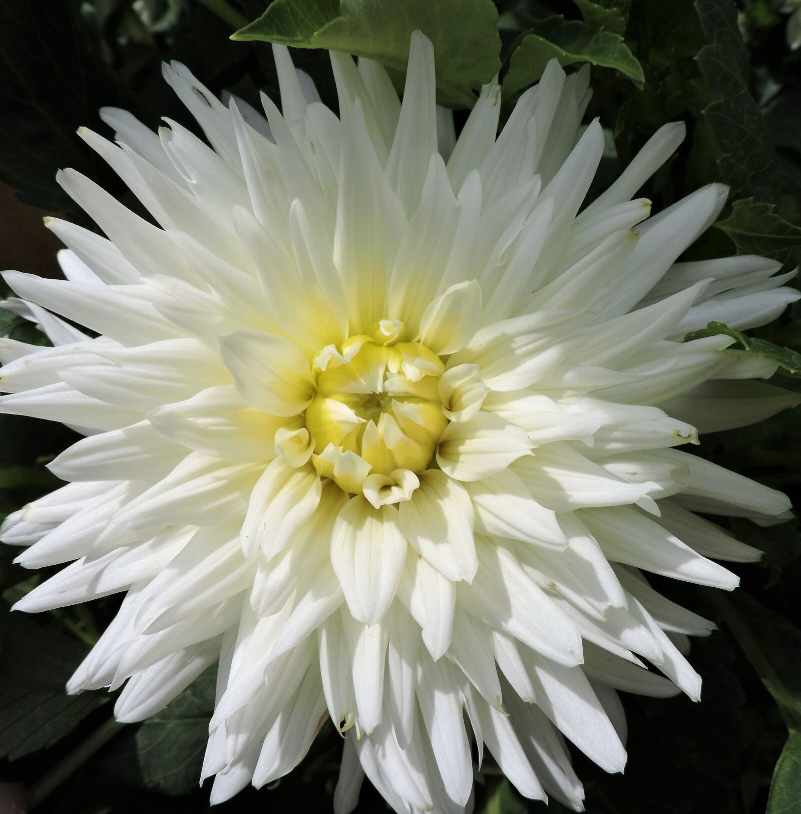 Nikon Coolpix P530 sample photo. Dahlia, pinnate, garden photography