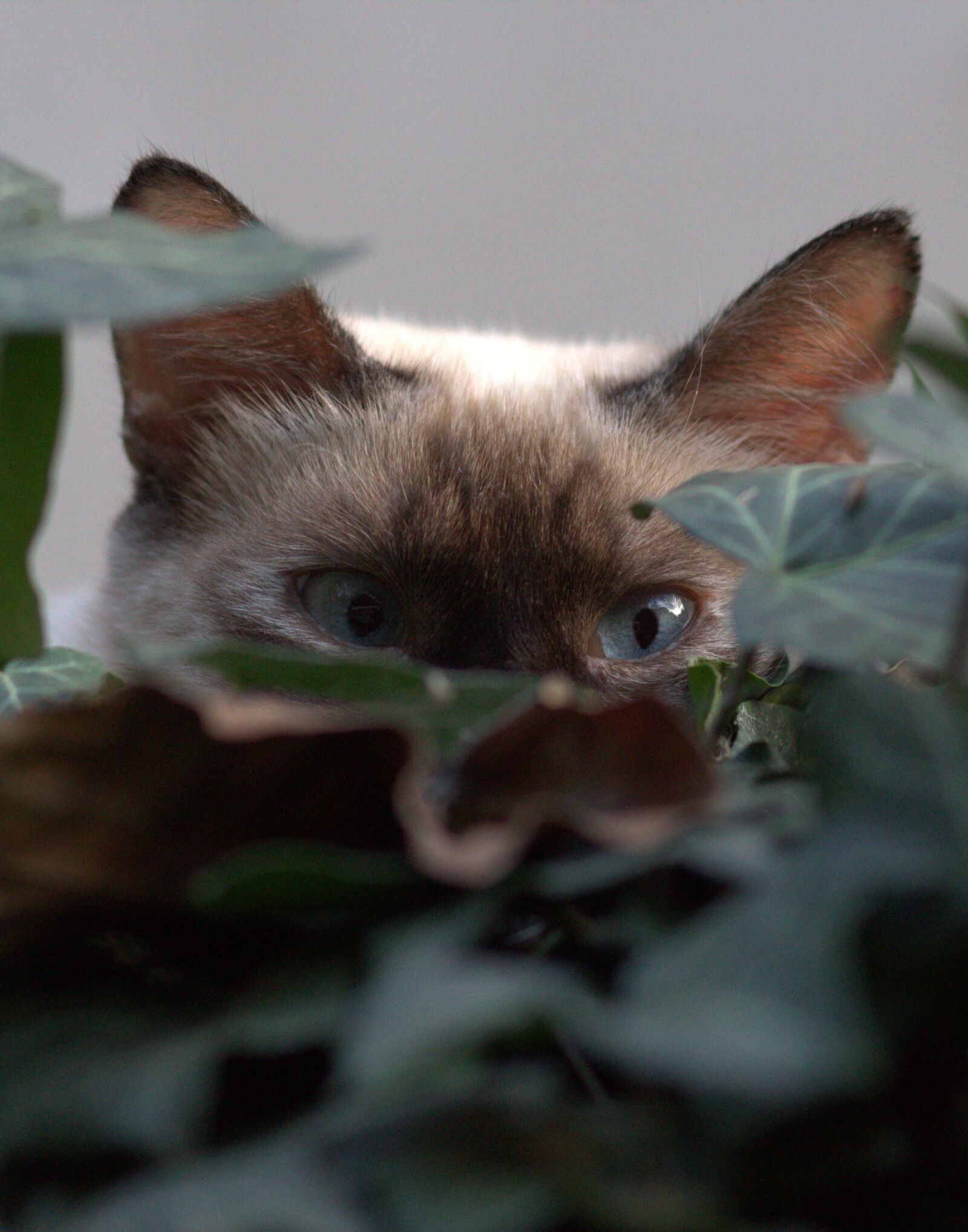 Canon EOS 700D (EOS Rebel T5i / EOS Kiss X7i) + Canon EF 85mm F1.8 USM sample photo. Cat, eye, about photography