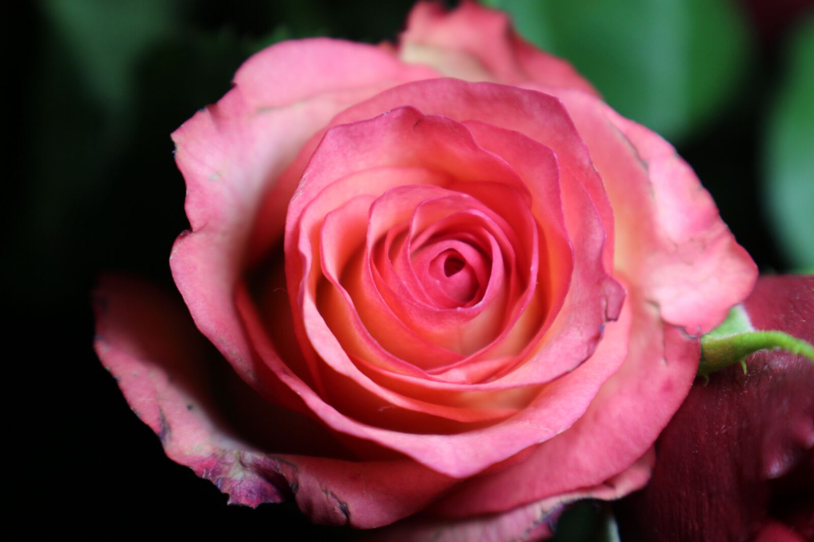 Canon EOS 100D (EOS Rebel SL1 / EOS Kiss X7) sample photo. Rose bloom, rose, rose photography