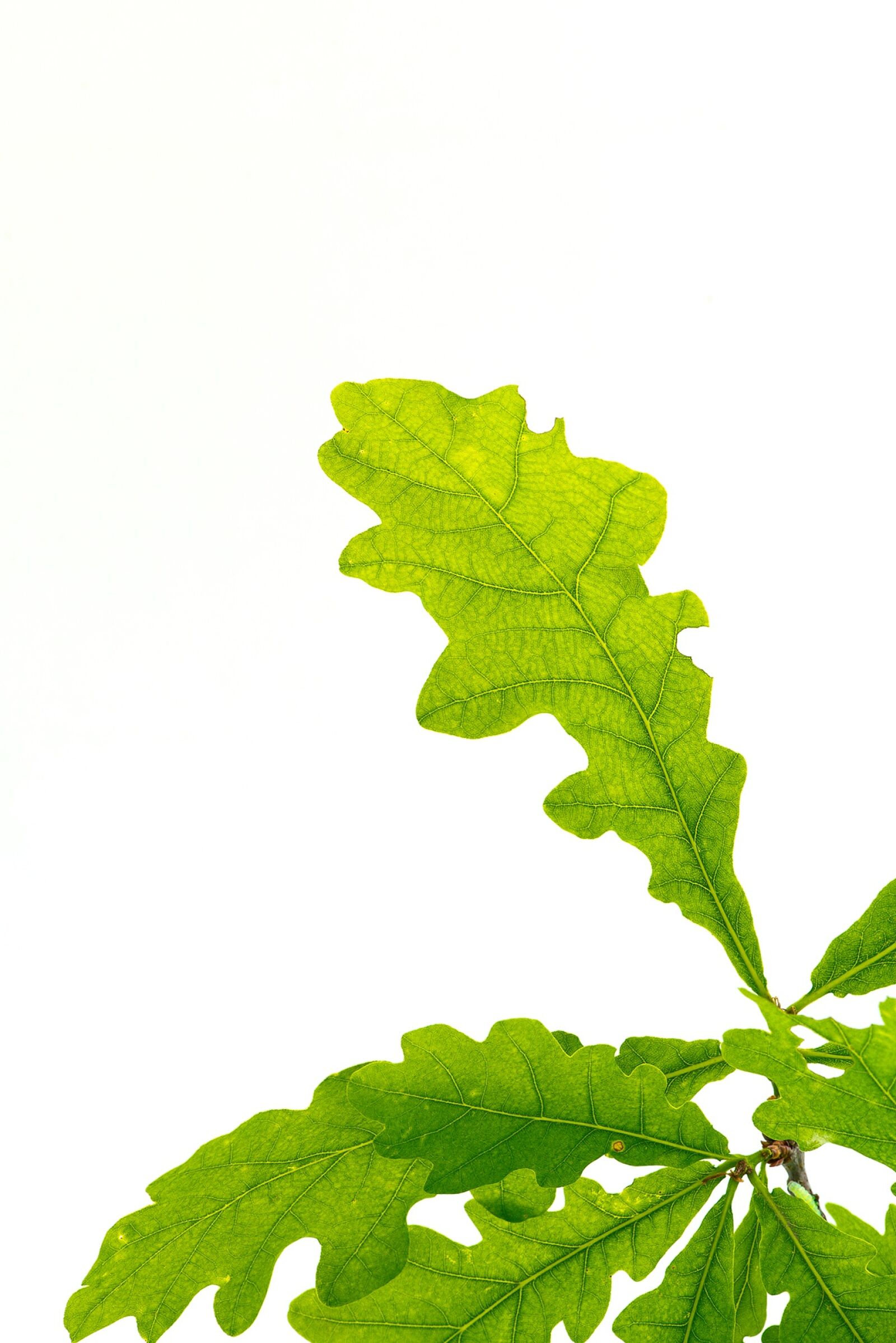 Nikon D750 sample photo. Leaves, green, oak leaves photography