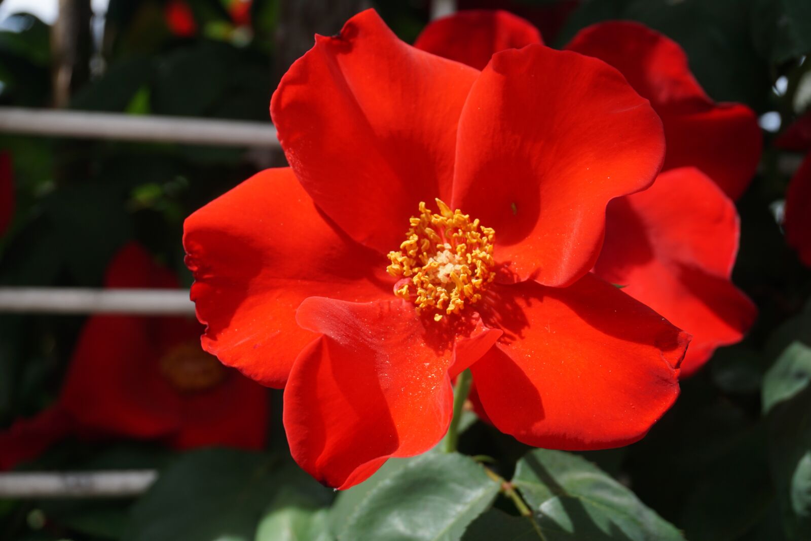 Sony a6000 sample photo. Rose, garden, flower photography