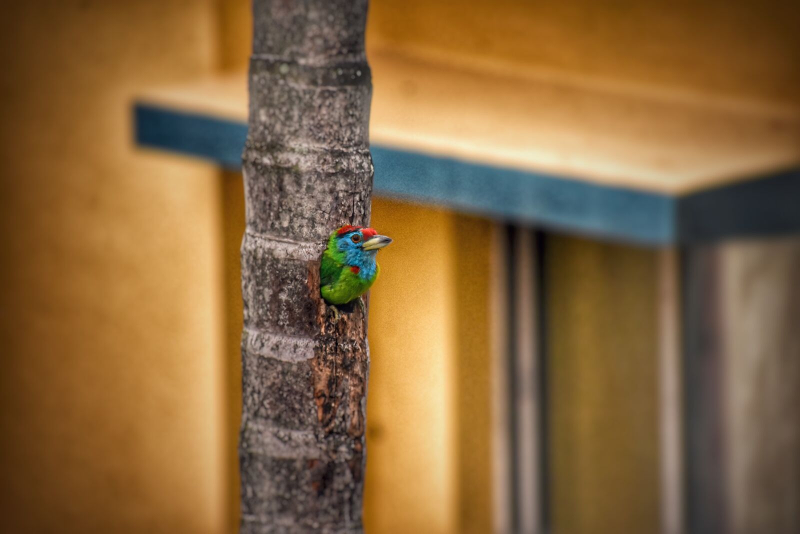 Nikon D3400 sample photo. Bird, tree, nature photography