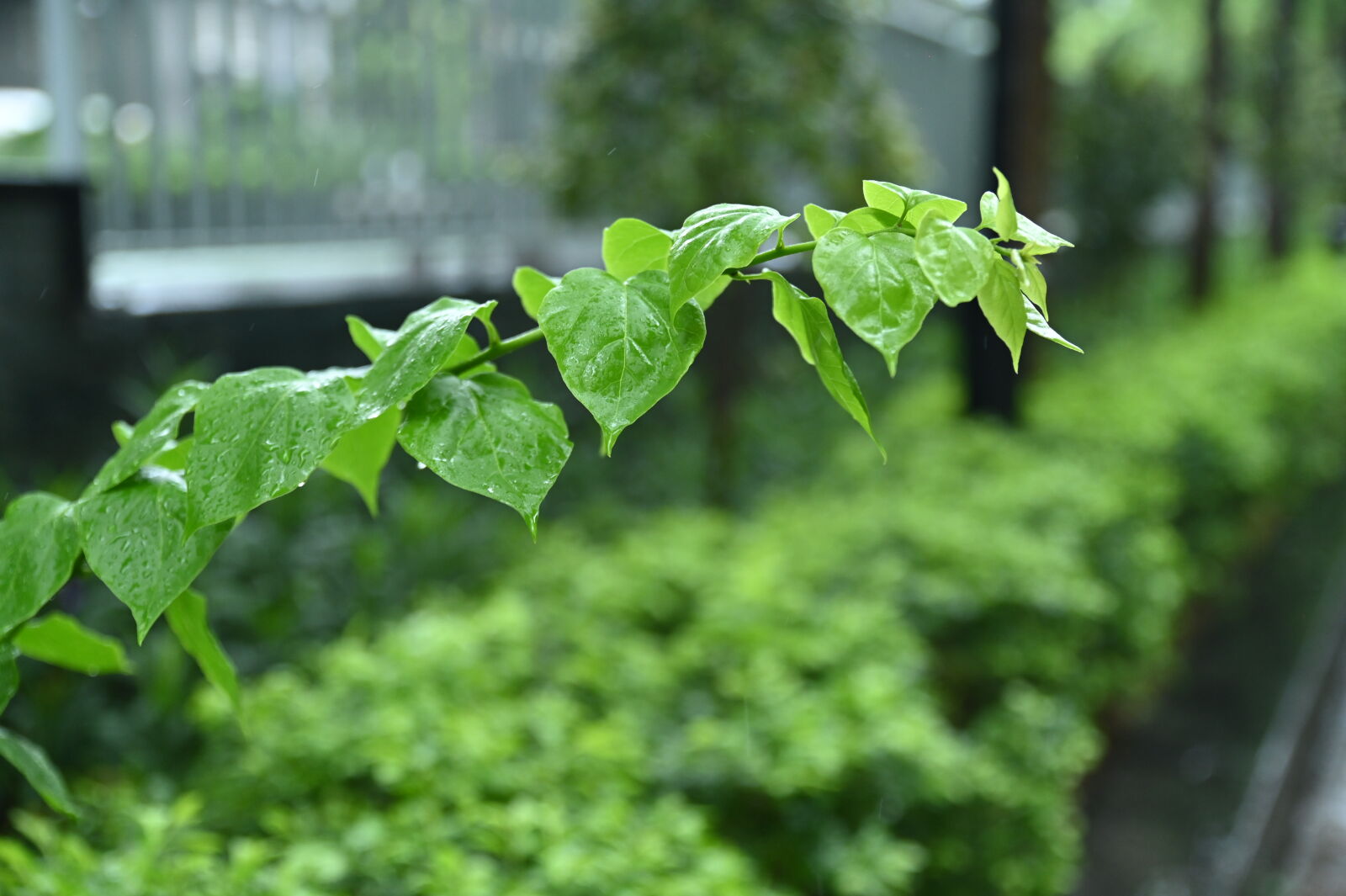 Nikon D780 sample photo