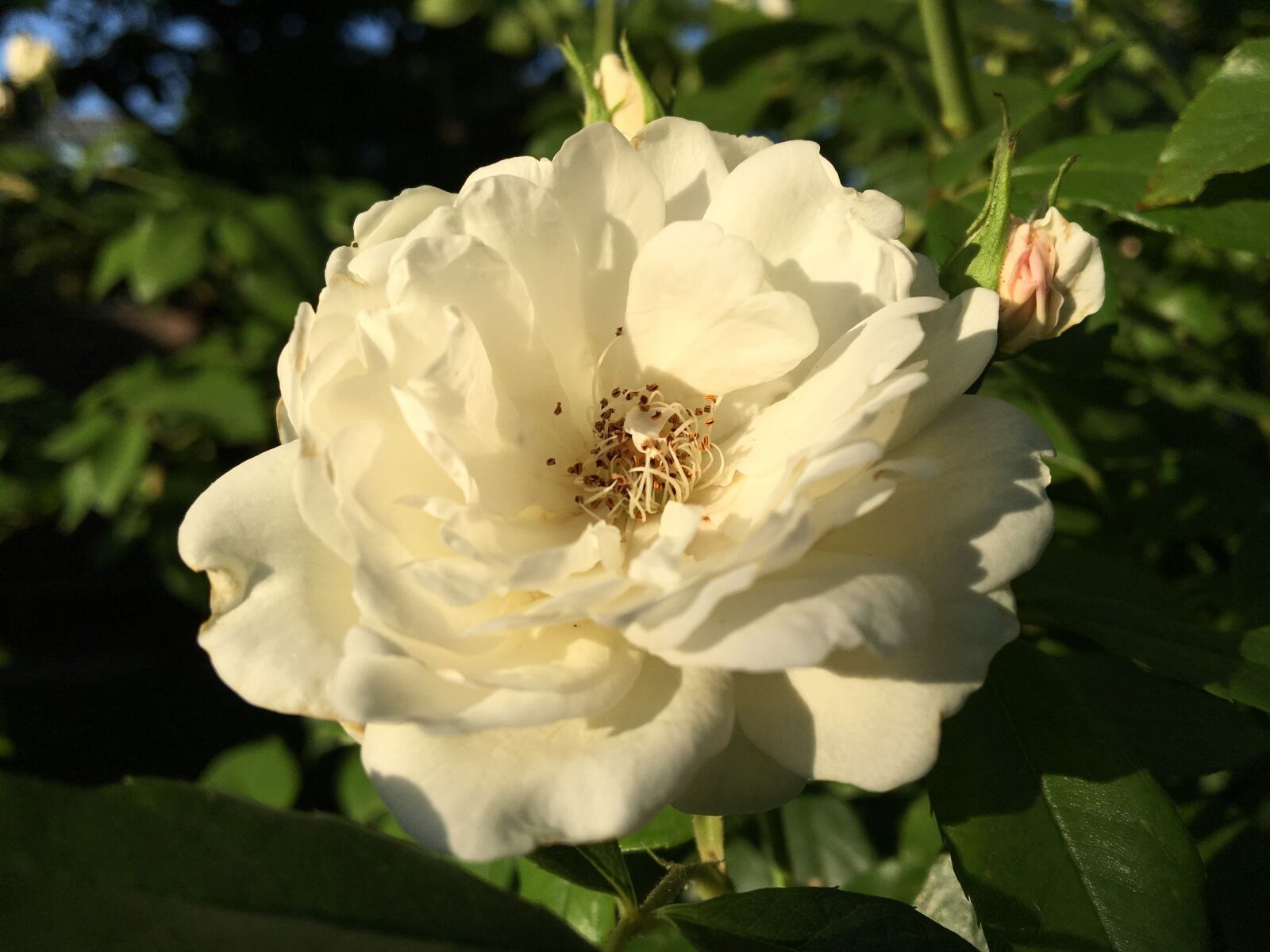 Apple iPhone 6s sample photo. Rose, white, blossom photography