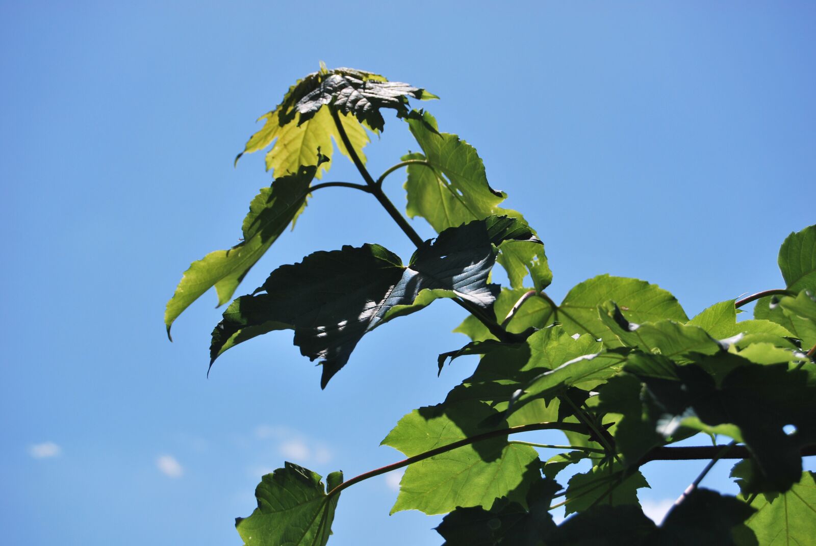 Nikon D60 sample photo. Foliage, tree, summer photography