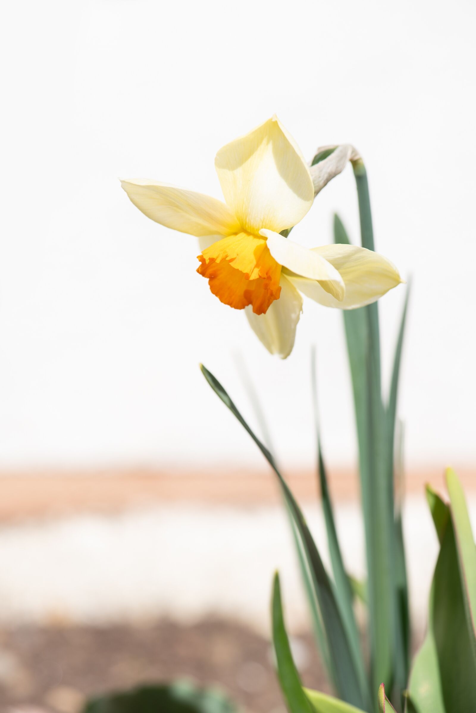 Nikon D750 sample photo. Narcissus, flower, garden photography