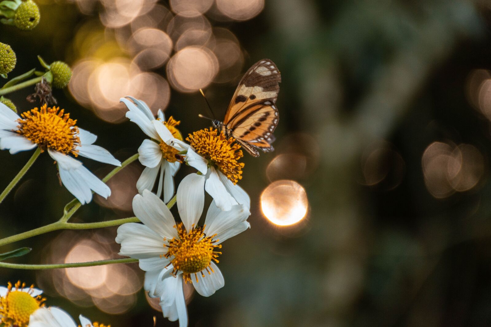 Nikon D7200 sample photo. Butterfly, insect, nature photography