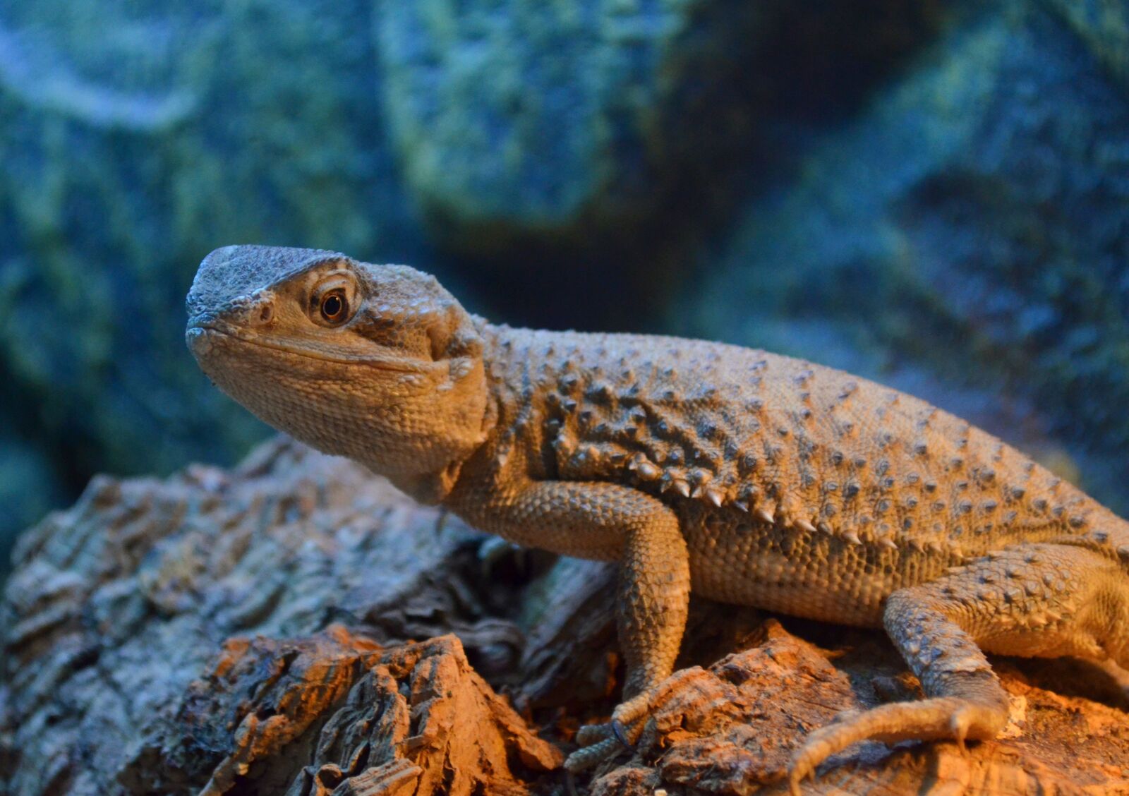 Nikon D5100 sample photo. Skäggagam, lizard, reptile photography
