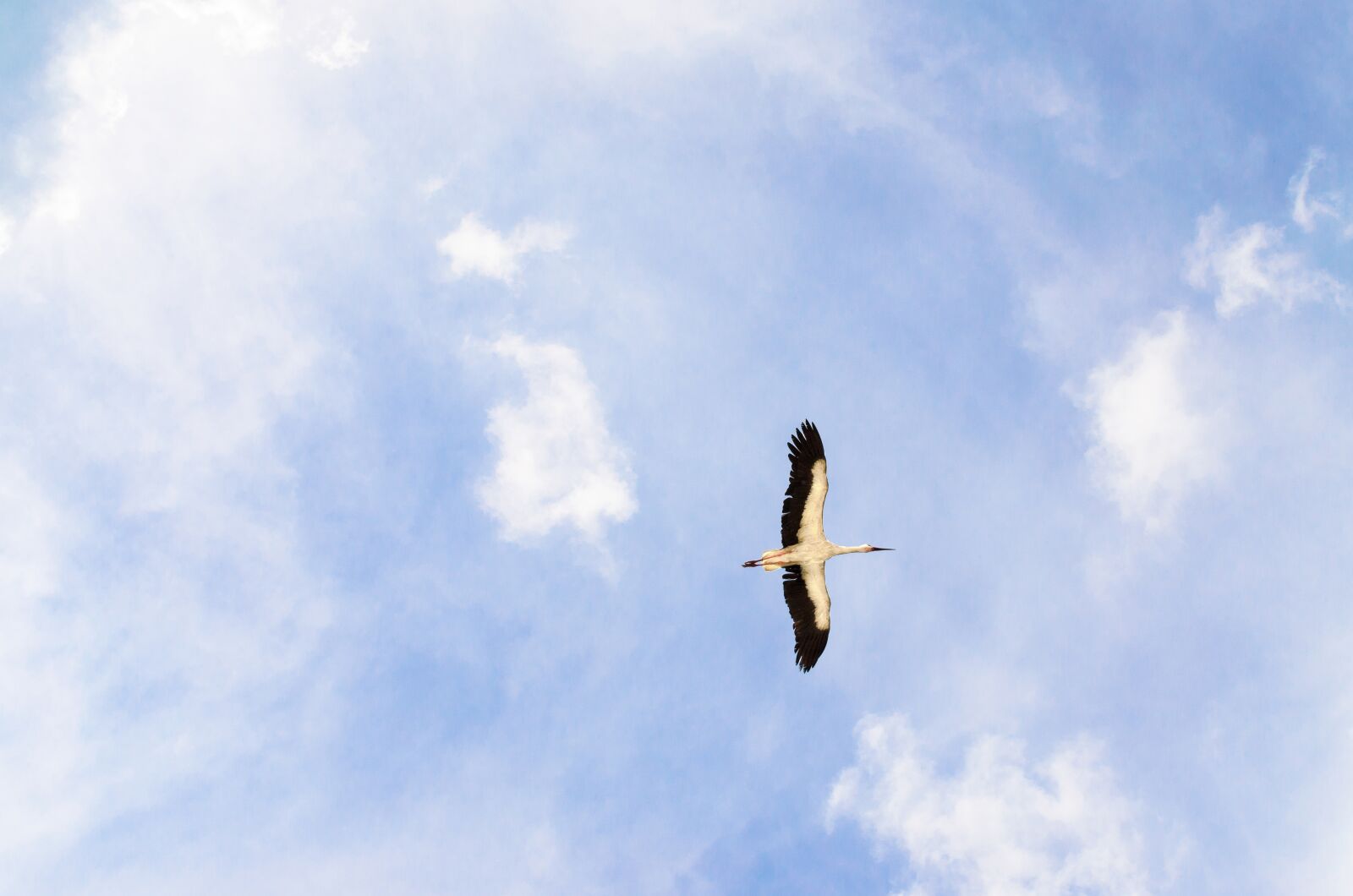 Nikon D5100 sample photo. Stork, sky, animal photography