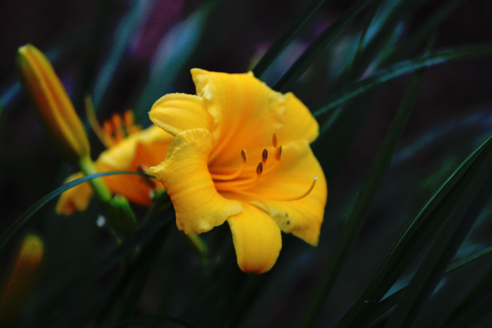 Canon EF 70-200mm F4L USM sample photo. Flower, yellow, spring photography