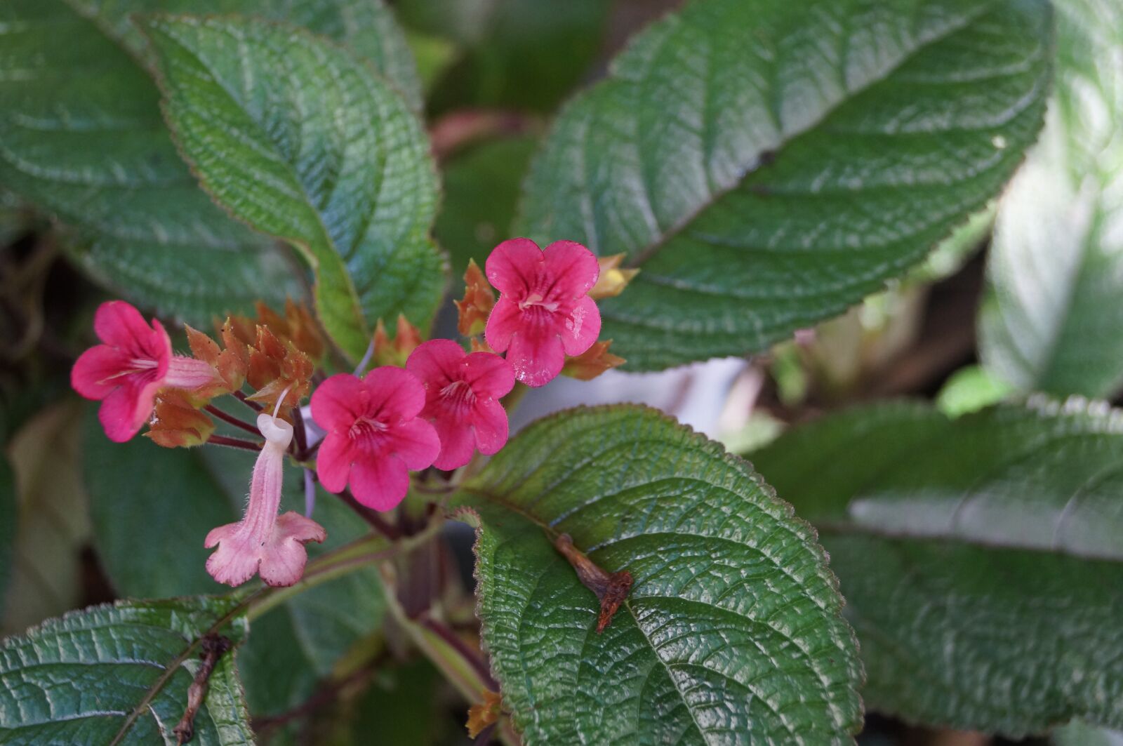 Sony SLT-A37 sample photo. Flower, garden, nature photography
