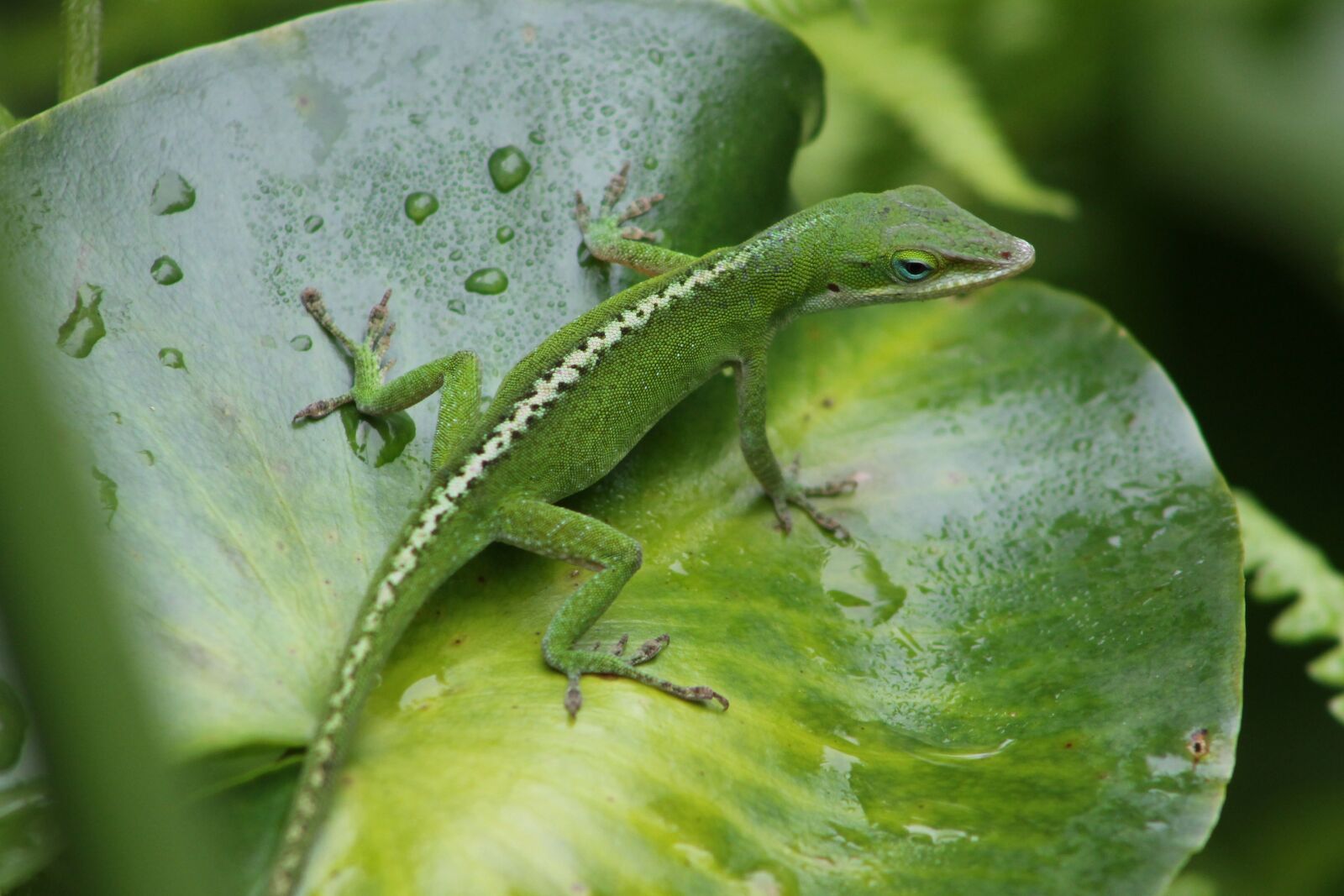 Canon EF 75-300mm f/4-5.6 sample photo. Lizard, chameleon, reptile photography