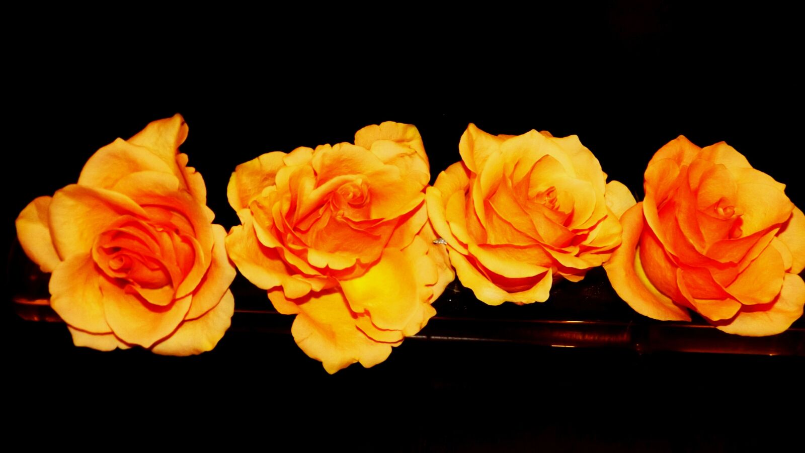 Fujifilm FinePix S3400 sample photo. Flowers, roses, tea photography