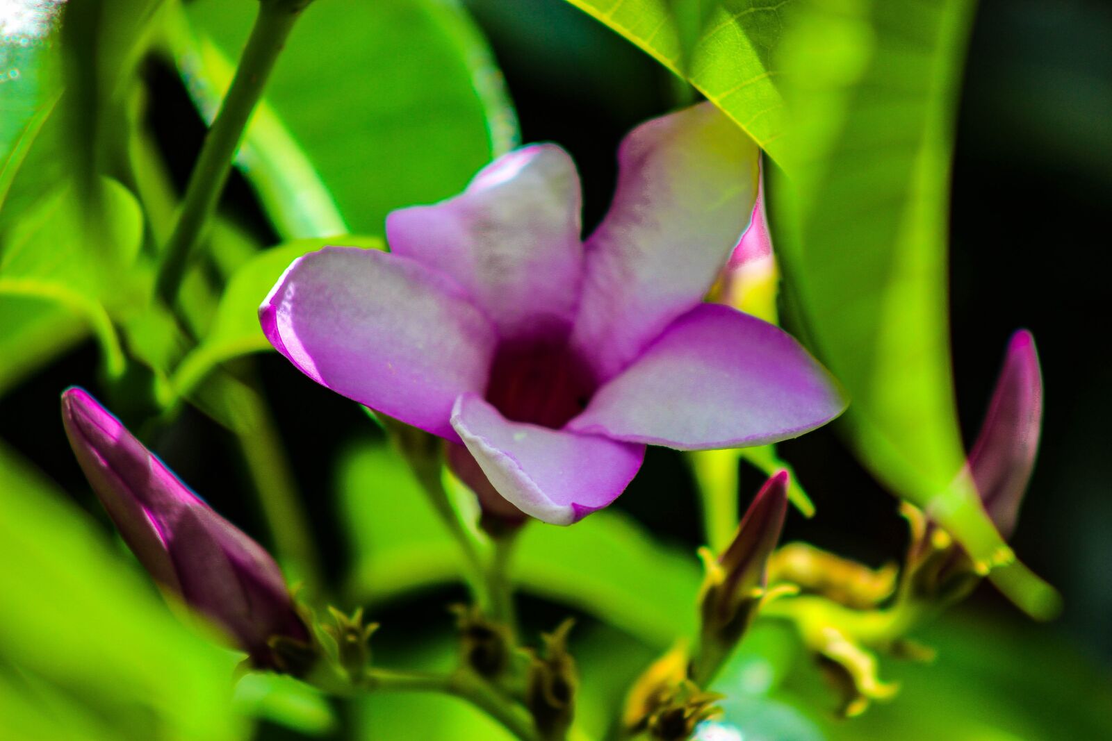 Canon EOS 600D (Rebel EOS T3i / EOS Kiss X5) sample photo. Flower, single flower, love photography