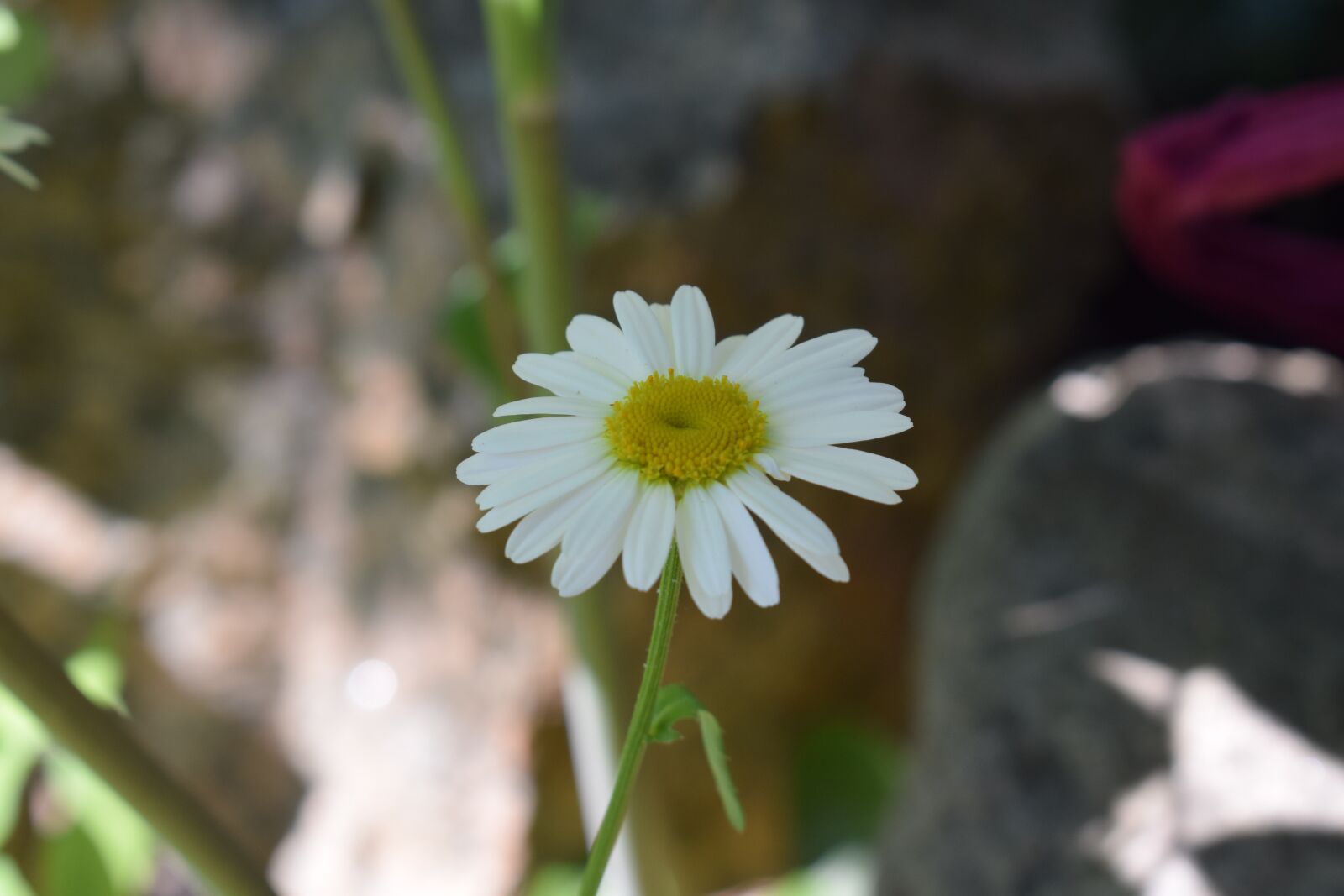 Nikon D3300 sample photo. Daisy, flower, midsummer photography