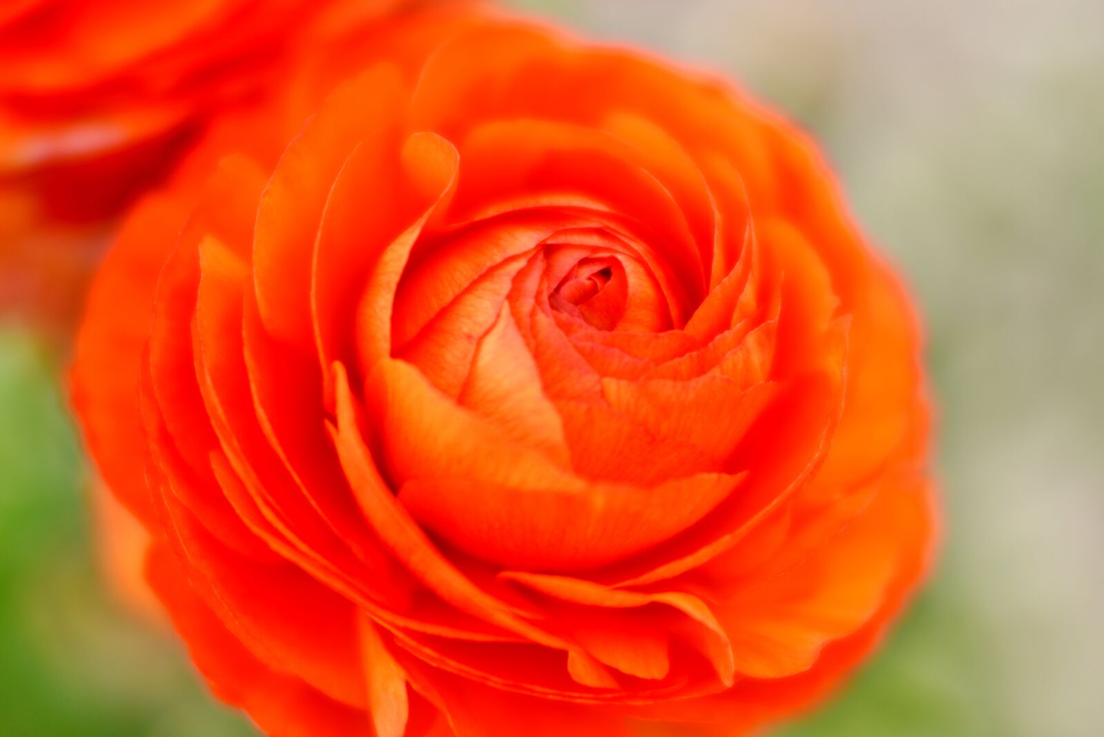Nikon D600 sample photo. Ranunculus, flower, orange photography