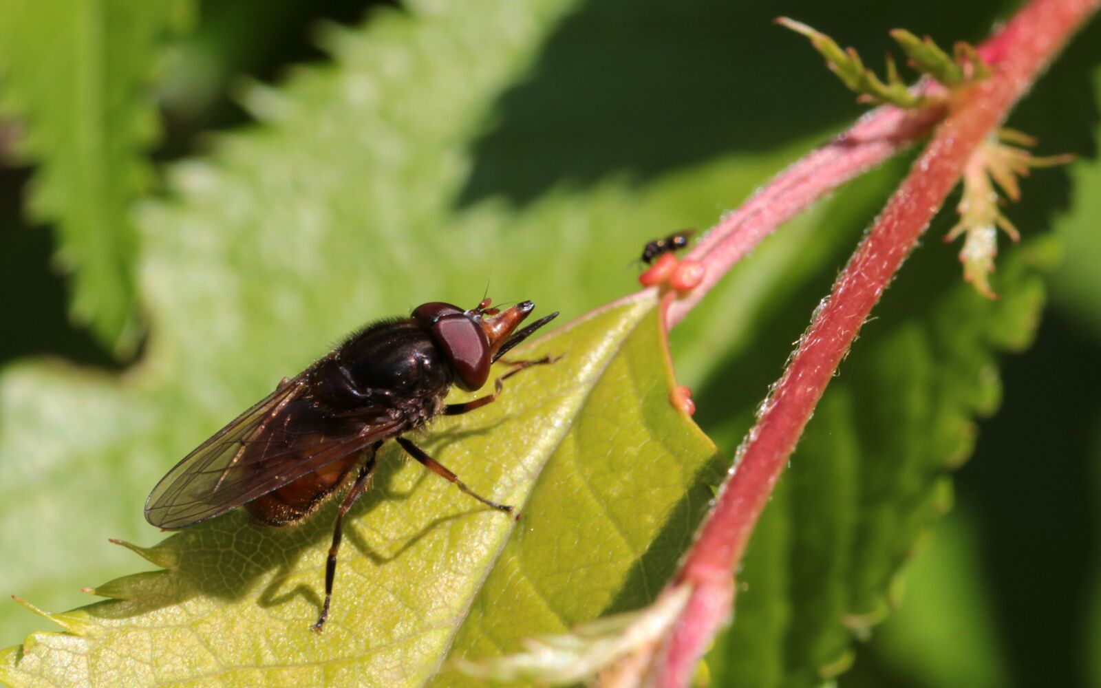 Canon EOS 650D (EOS Rebel T4i / EOS Kiss X6i) sample photo. Snouts-schwebfliege, rhingia campestris, insect photography