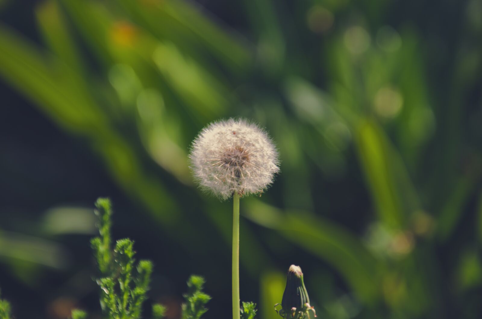 Nikon D7000 sample photo. White, flower, dandelion photography