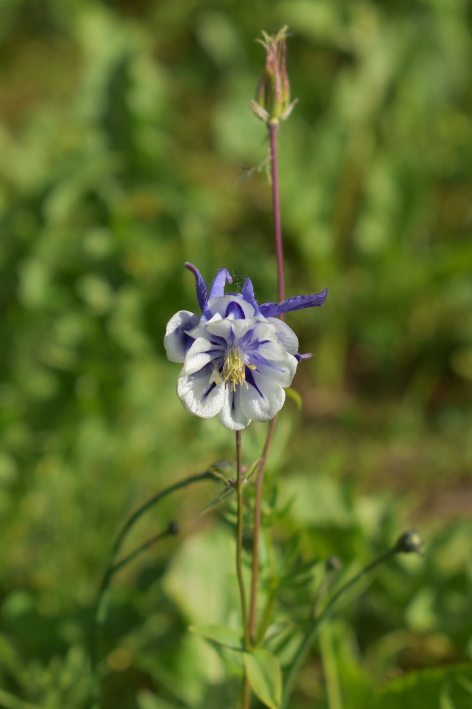 Nikon D3500 sample photo. Columbine, columbines, blossom photography