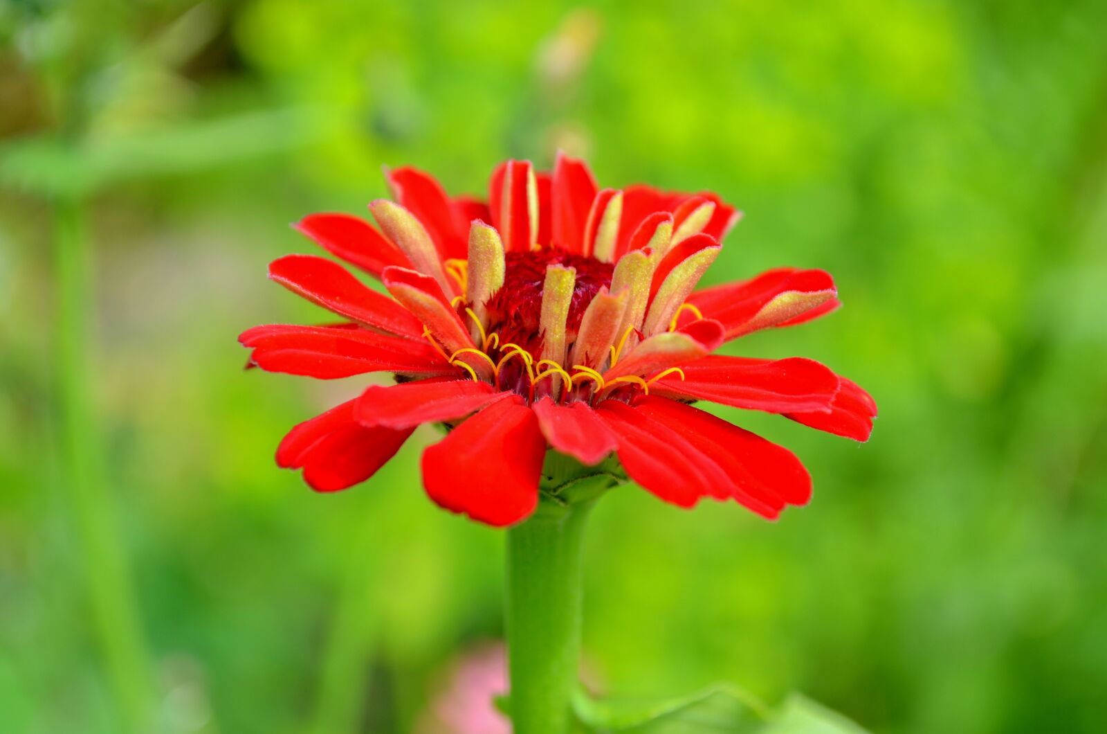 Nikon D5100 sample photo. Nature, flower, plant photography