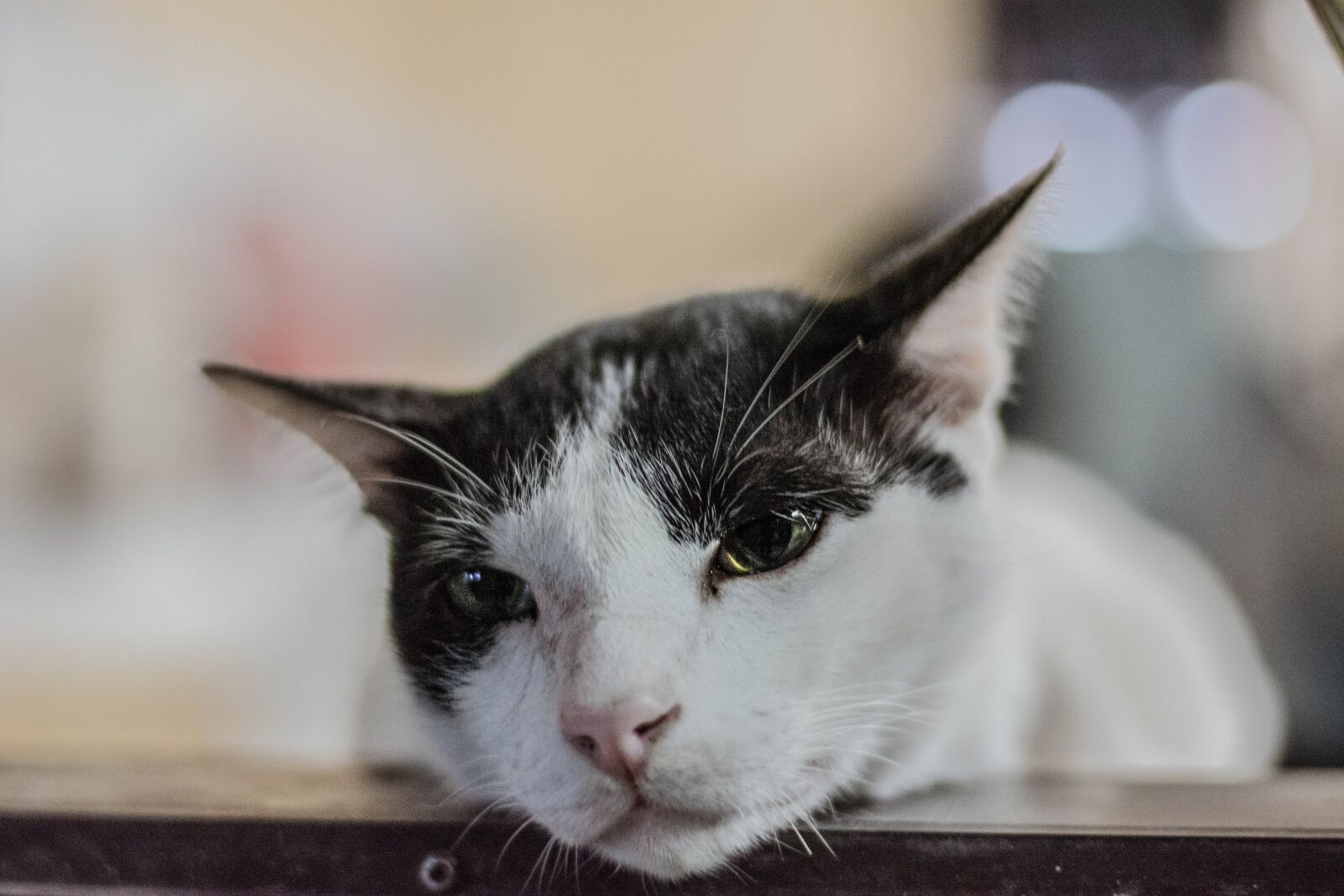 Nikon D5200 sample photo. Animals, cat, pets photography
