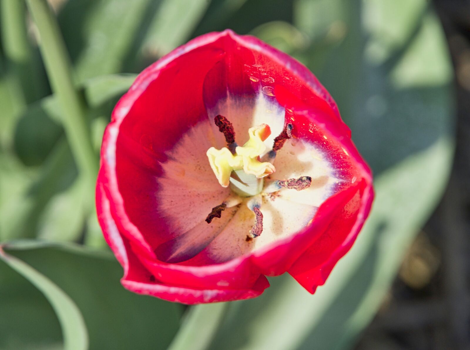 Sony a6500 sample photo. Tulip, flower, red photography