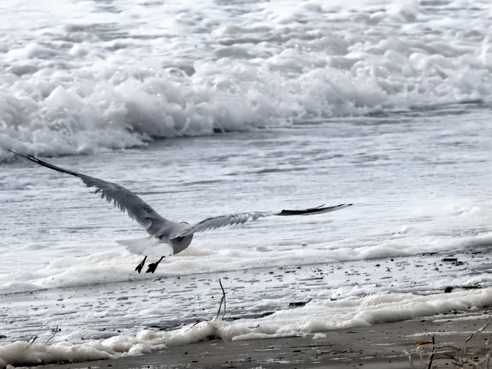 Nikon Coolpix P900 sample photo. Seagull, ocean, bird photography
