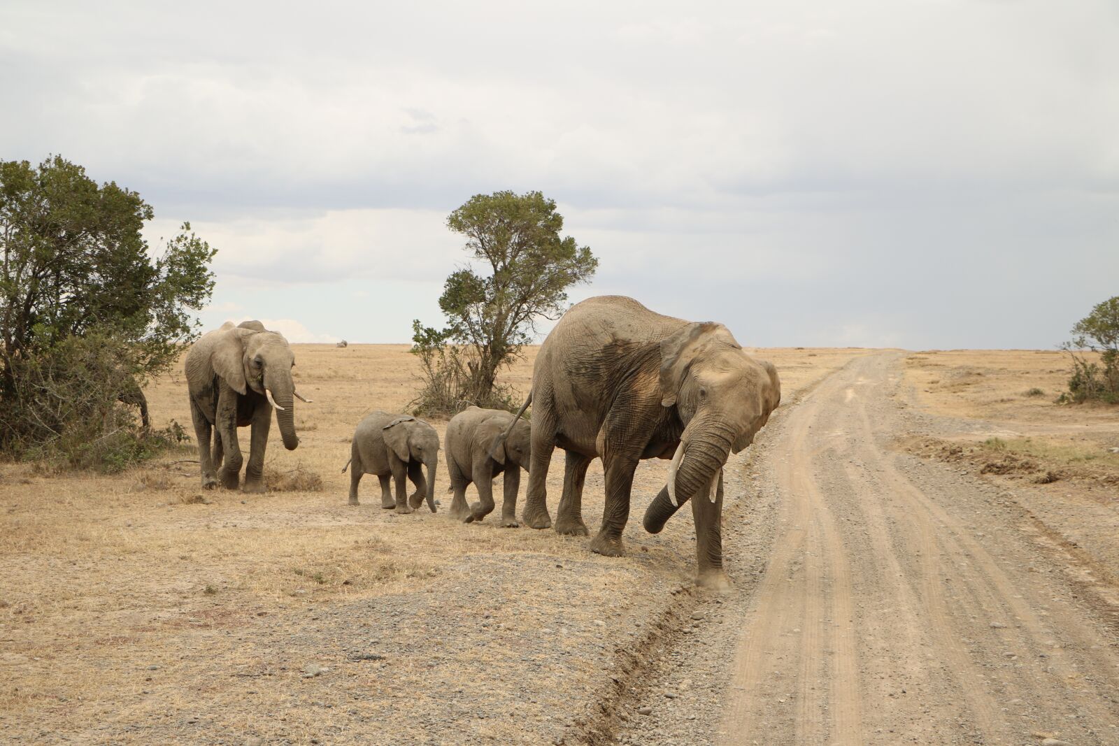 Canon EOS 760D (EOS Rebel T6s / EOS 8000D) sample photo. Nature, safari, elephant photography
