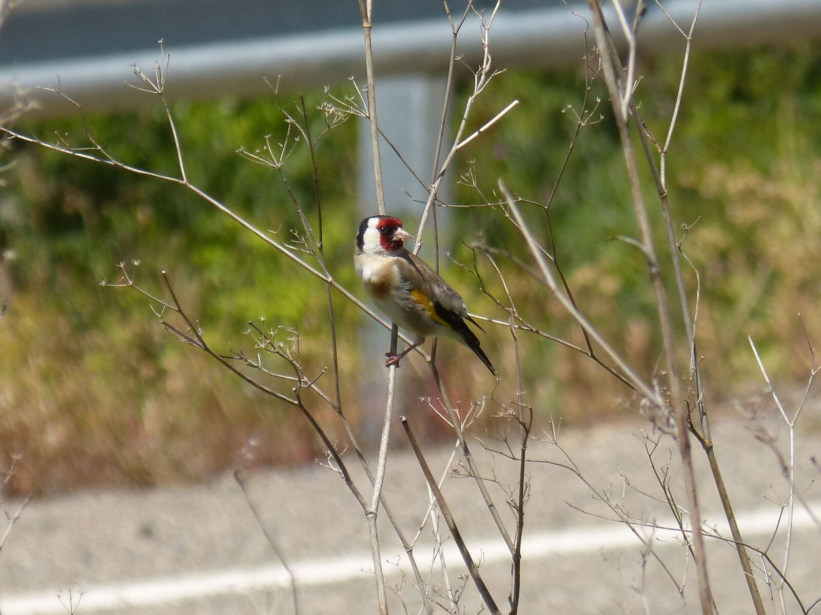 Panasonic DMC-FZ62 sample photo. Goldfinch, cadernera, carduelis carduelis photography