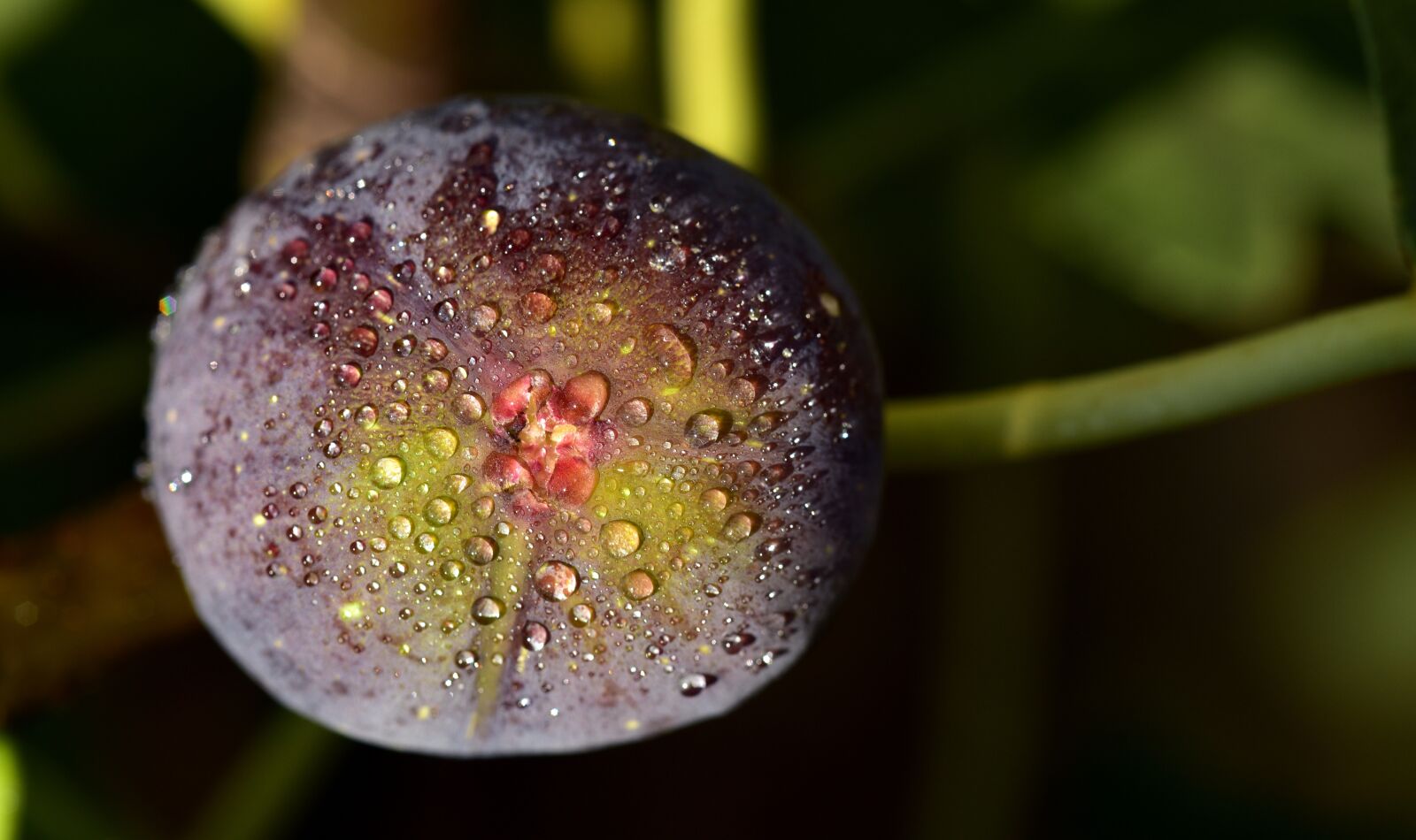 Nikon D750 sample photo. Fig, blue, fig tree photography