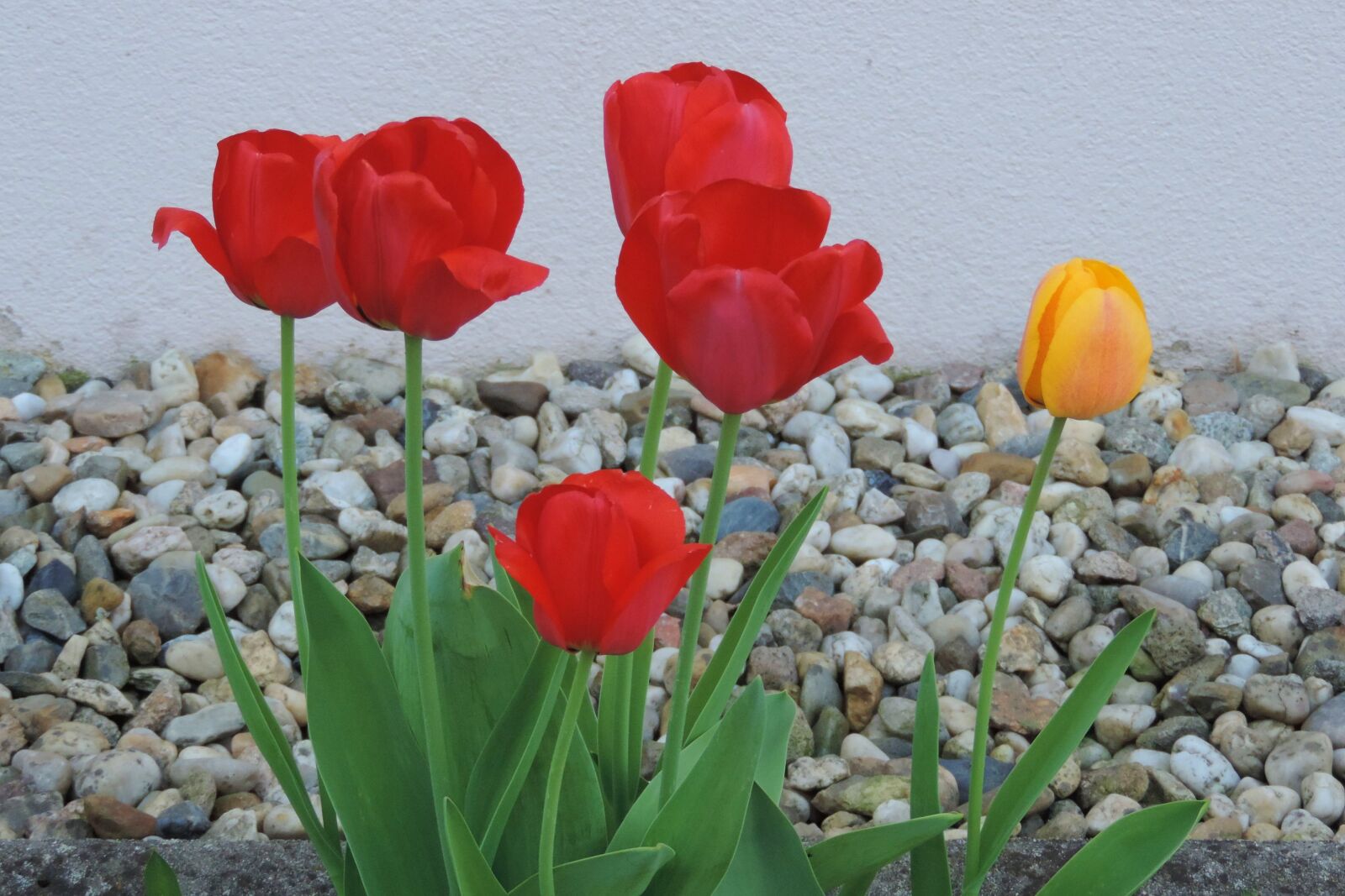 Nikon Coolpix P520 sample photo. Nature, flower, plant photography