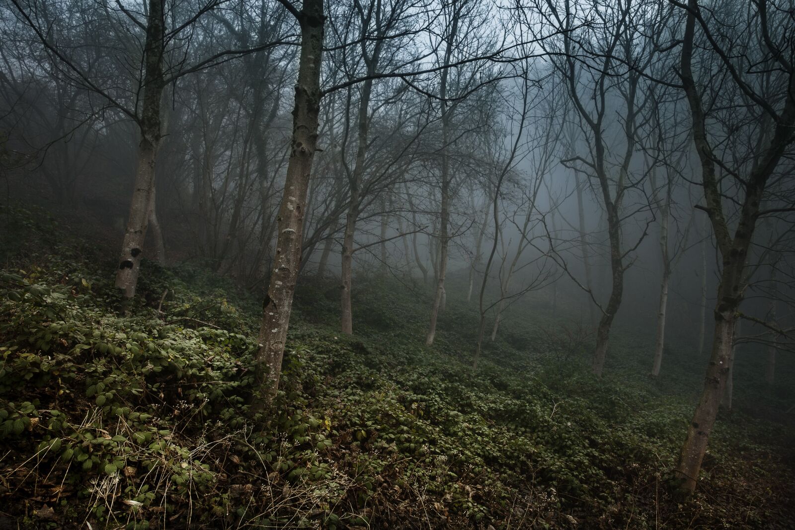 Canon EOS 5D + Canon EF 24-105mm F4L IS USM sample photo. Foggy, forest, misty photography