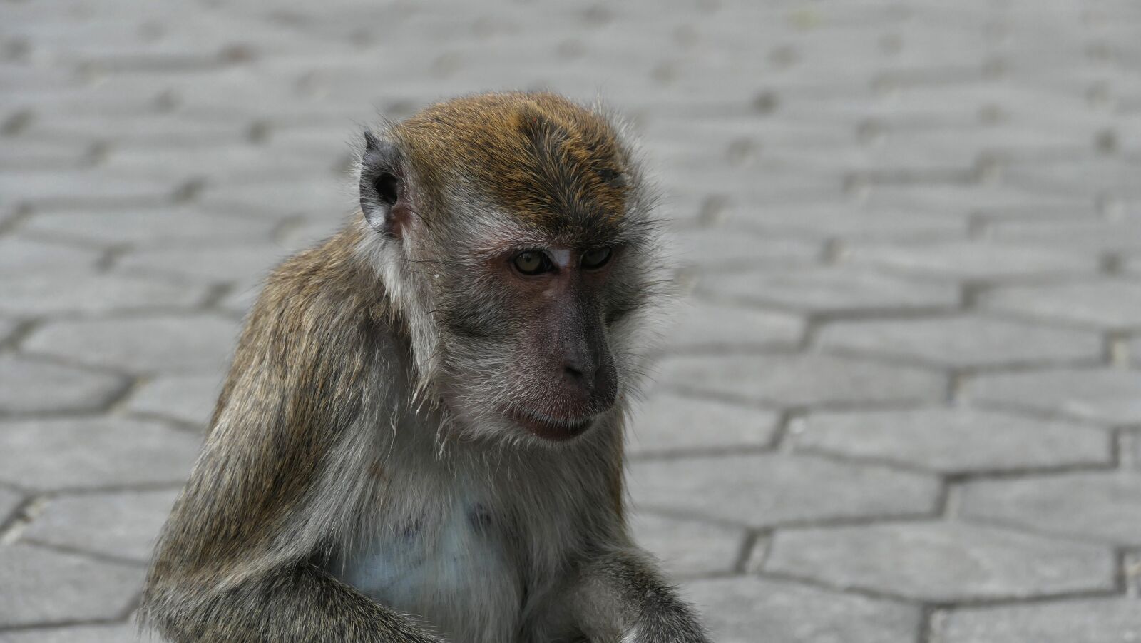 Panasonic Lumix DMC-FZ1000 sample photo. Monkey, well, yes photography