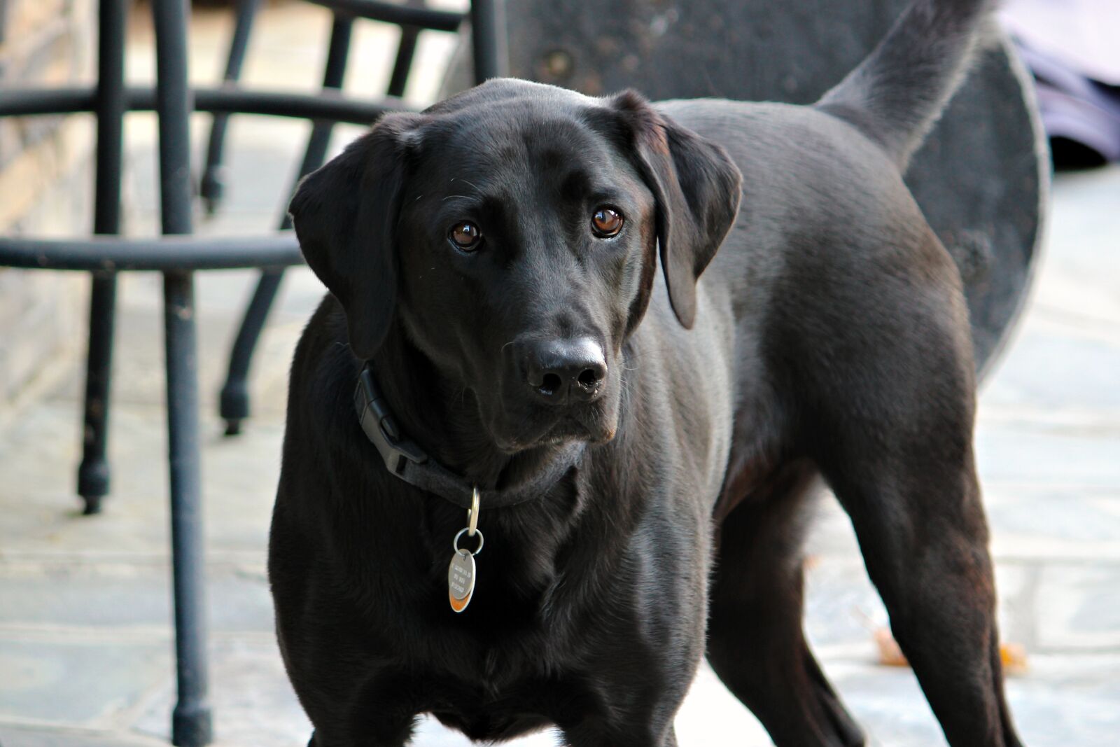 Canon EOS 100D (EOS Rebel SL1 / EOS Kiss X7) + Canon EF-S 55-250mm F4-5.6 IS sample photo. Dog, black, lab photography