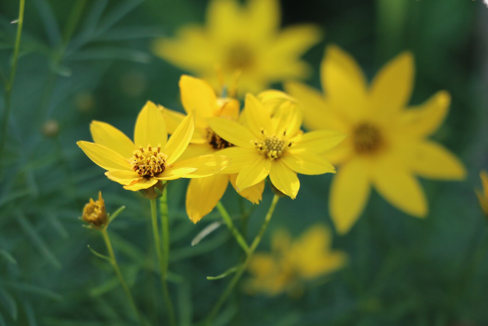Canon EOS 70D sample photo. Flower, nature, summer photography