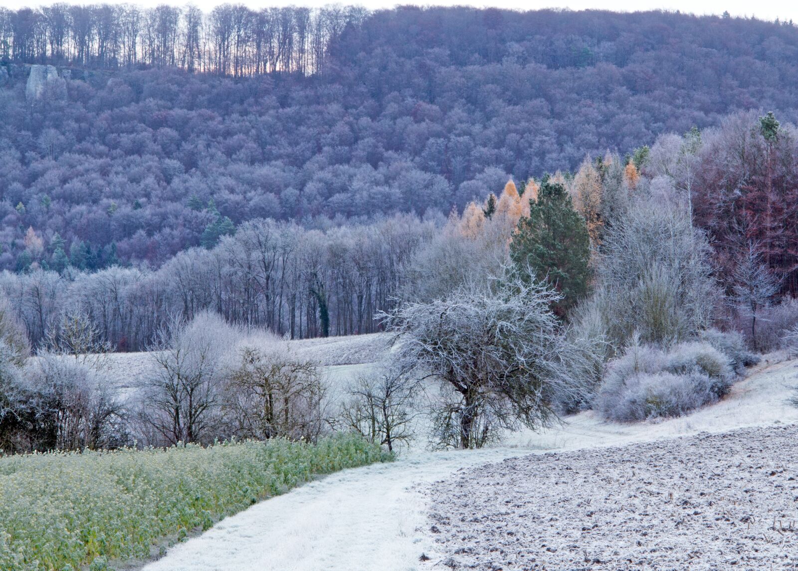 Canon PowerShot G1 X sample photo. Hoarfrost, landscape, forest photography