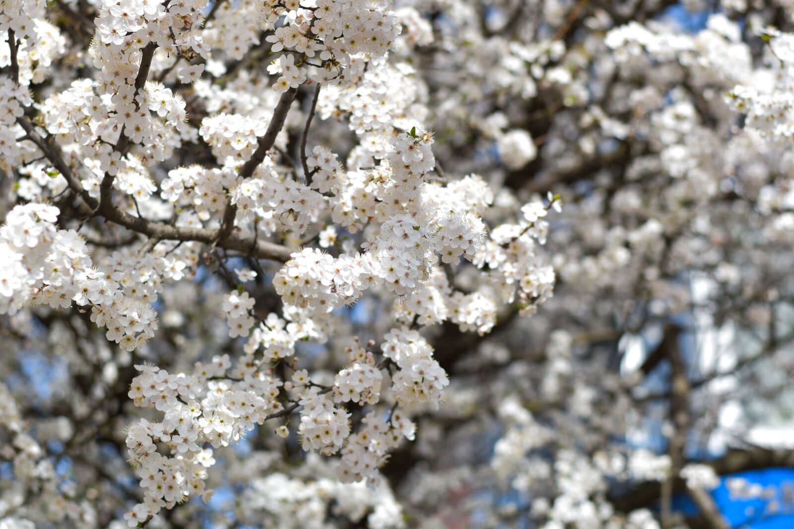Nikon D3500 sample photo. Spring, flowers, nature photography