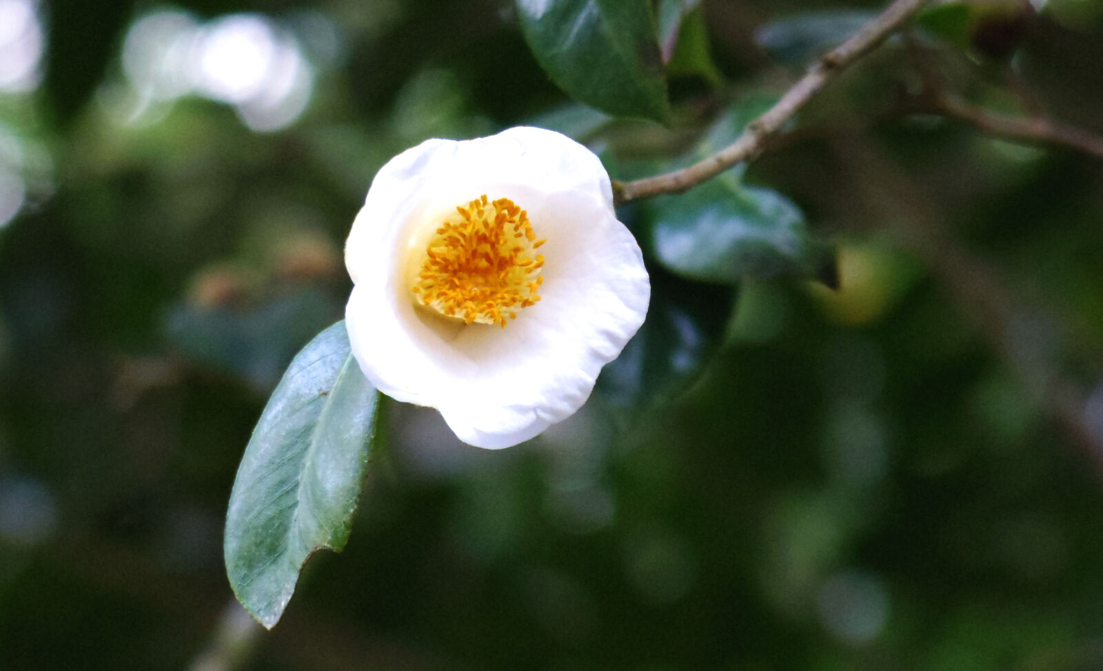 Pentax 06 Telephoto 15-45mm sample photo. Flower photography