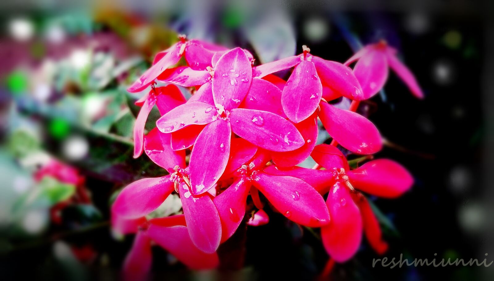 Samsung Galaxy Grand Prime sample photo. Flowers, water, drops photography