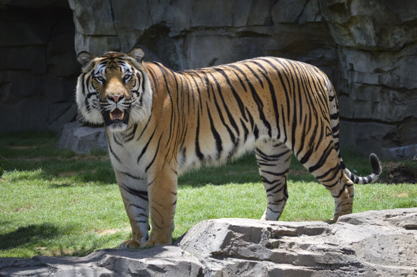 Nikon D3200 sample photo. Tiger, stopped, zoo photography